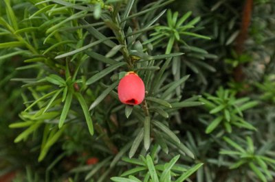 紅豆杉泡酒怎么做 紅豆杉養(yǎng)生酒制作全解析